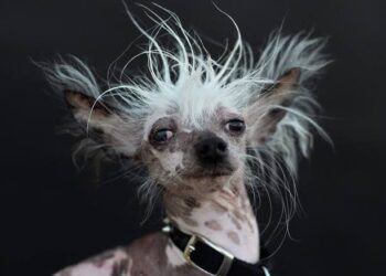 Mês do cachorro louco: por que é essencial redobrar a vigilância contra a raiva em cães e humanos