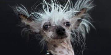 Mês do cachorro louco: por que é essencial redobrar a vigilância contra a raiva em cães e humanos