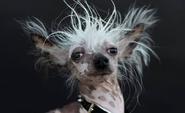 Mês do cachorro louco: por que é essencial redobrar a vigilância contra a raiva em cães e humanos