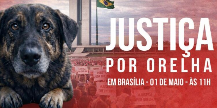 Manifestação em Brasília pressiona por CPI e justiça no caso do cão Orelha