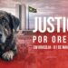 Manifestação em Brasília pressiona por CPI e justiça no caso do cão Orelha
