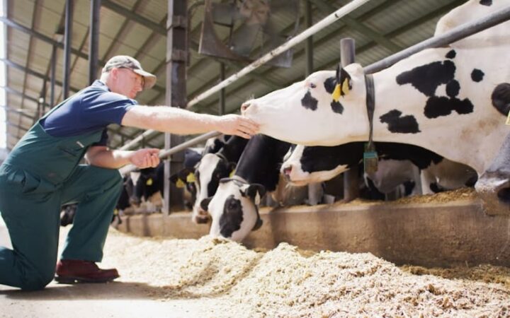 Conceito 90 Dias Vitais, da Elanco Saúde Animal, reúne os 60 dias do período seco e os 30 primeiros dias após o parto, fase considerada decisiva para as vacas leiteiras.